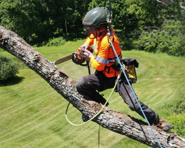 Tree Services: Enhancing Safety, Sustainability, and Savings