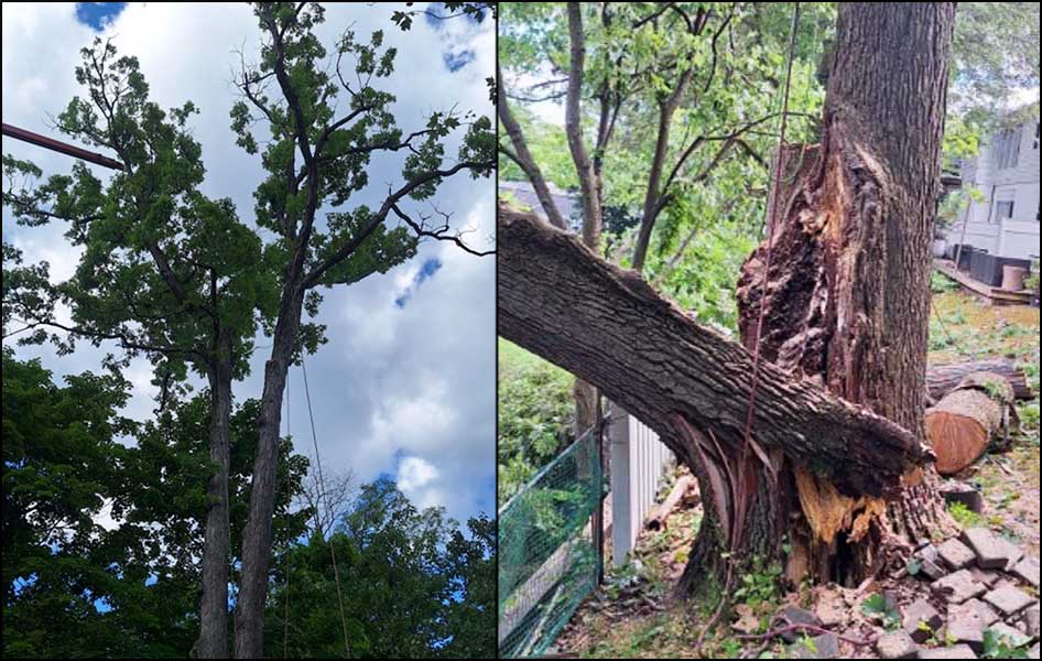 Licensed Tree Expert and Certified Arborist: A Tale of Two Trees