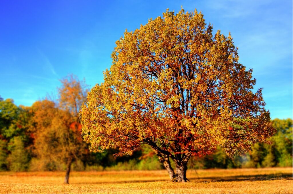 Pruning, Trimming, and Shaping: How Professional Care Enhances Tree Health in NJ